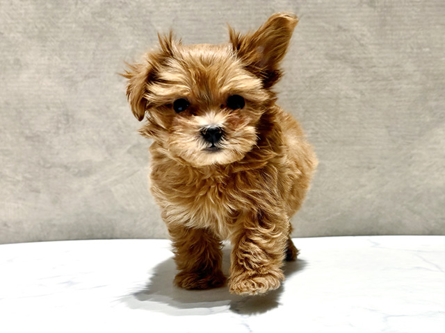 東京都のチワプー/プーチー(チワワ×プードル) (ペッツファースト神楽坂店/2025年12月17日生まれ/女の子/アプリコット)の子犬の1枚目の画像