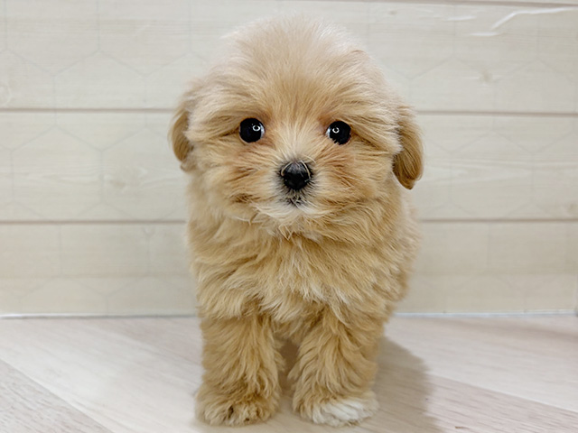 埼玉県のマルプー(マルチーズ×プードル) (ペッツファーストレイクタウン店/2025年12月15日生まれ/女の子/アプリコット)の子犬の1枚目の画像