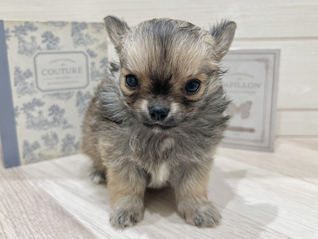 愛知県のチワワ(ロング) (ペッツファースト岡崎店/2025年12月18日生まれ/男の子/レッド)の子犬の1枚目の画像