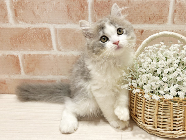 東京都のラガマフィン (ペッツファースト町田店/2025年11月22日生まれ/男の子/ブルータビーホワイト)の子猫