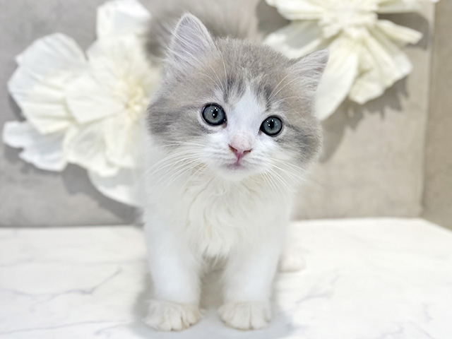 東京都のラガマフィン (ペッツファースト下北沢店/2025年11月22日生まれ/男の子/ブルータビーホワイト)の子猫の1枚目の画像