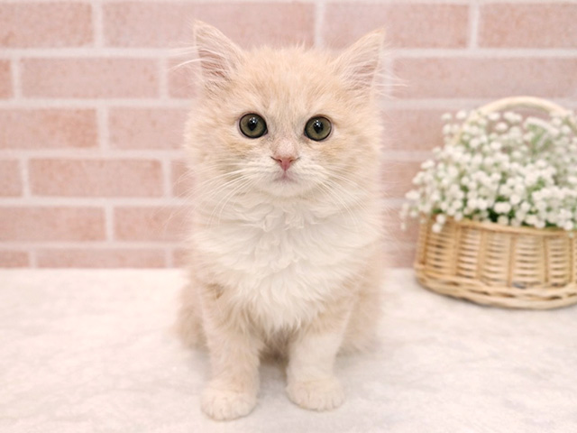 東京都のサイベリアン (ペッツファースト広尾店/2025年12月10日生まれ/女の子/クリームタビーホワイト)の子猫の1枚目の画像