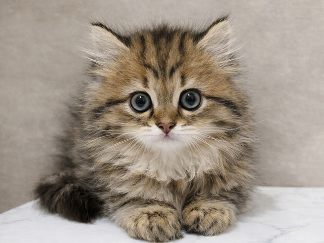 東京都のサイベリアン (ペッツファースト中野店/2025年12月18日生まれ/男の子/ブラウンタビー)の子猫の1枚目の画像