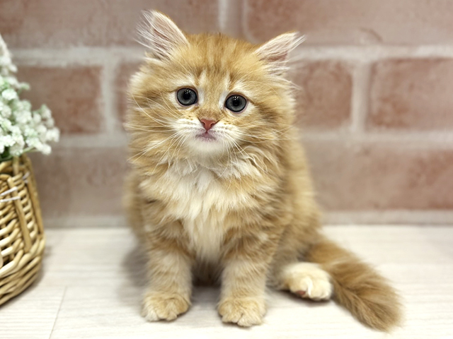 大阪府のサイベリアン (ペッツファースト北心斎橋店/2025年12月18日生まれ/女の子/レッドタビー)の子猫の1枚目の画像