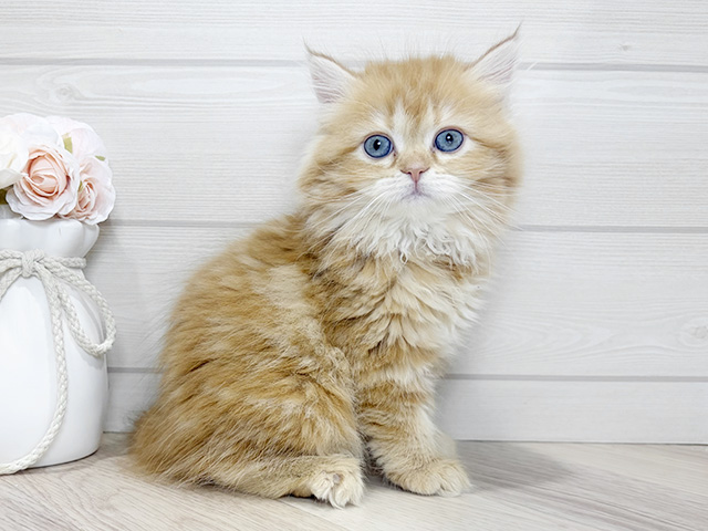 東京都のサイベリアン (ペッツファースト吉祥寺本店/2025年12月18日生まれ/女の子/レッドタビー)の子猫の1枚目の画像