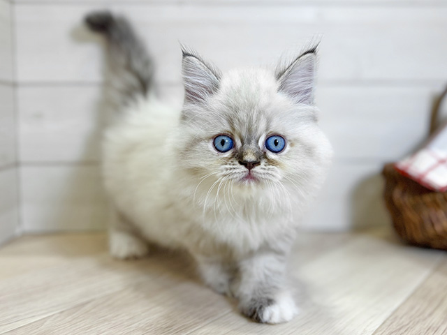 ラグドール, 性別 女の子, 誕生日 2025/12/18, 毛色 シールトーティポイントバイカラー, 出身 埼玉県, 店舗 昭島店(東京都), お問い合わせ番号 2510121