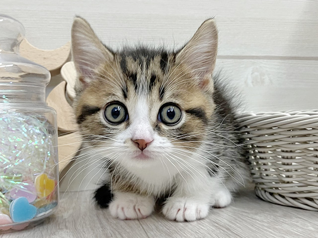 愛知県のマンチカン (ペッツファースト大高店/2025年12月18日生まれ/男の子/ブラウンタビーホワイト)の子猫の1枚目の画像