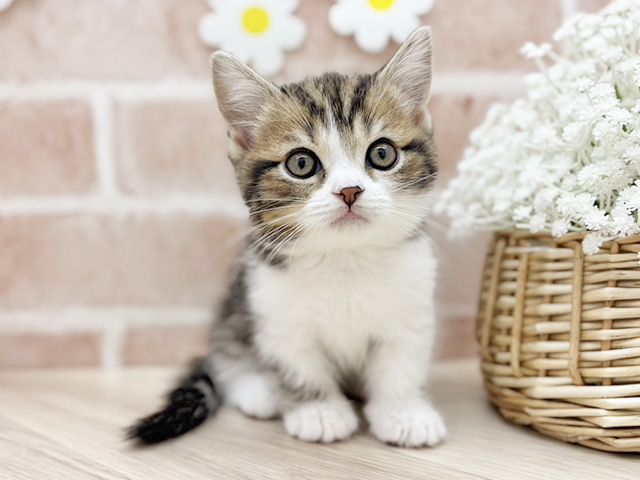 2025年12月18日生まれのマンチカン