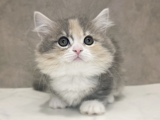 千葉県のマンチカン (ペッツファーストららぽーとTOKYO-BAY店/2025年12月18日生まれ/女の子/ダイリュートキャリコ)の子猫の1枚目の画像