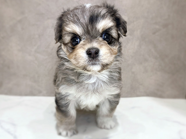 千葉県のチワマル/マルチワ(チワワ×マルチーズ) (ペッツファーストららぽーとTOKYO-BAY店/2025年12月17日生まれ/男の子/ブルーマールホワイト)の子犬の1枚目の画像