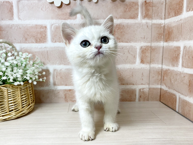 広島県のブリティッシュショートヘアー (ペッツファースト広島本通店/2025年11月28日生まれ/男の子/ブルーシルバーシェーデットポイント)の子猫の1枚目の画像