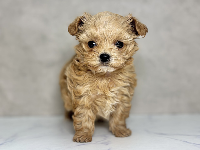 大阪府のチワプー/プーチー(チワワ×プードル) (ペッツファースト東大阪店/2025年12月18日生まれ/女の子/アプリコットホワイト)の子犬の1枚目の画像