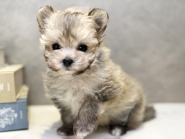 埼玉県のポメマル/マルポメ(ポメラニアン×マルチーズ) (ペッツファースト川口店/2025年12月18日生まれ/男の子/オレンジセーブル)の子犬の1枚目の画像