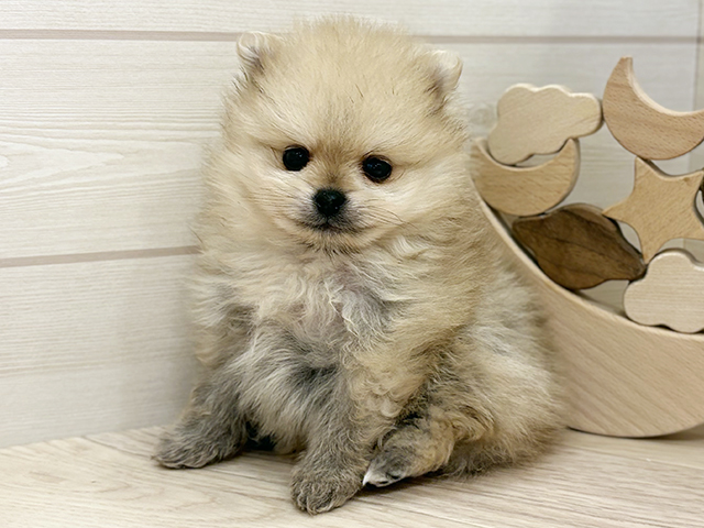 東京都のポメラニアン (ペッツファースト麻布十番店/2025年12月18日生まれ/女の子/オレンジ)の子犬