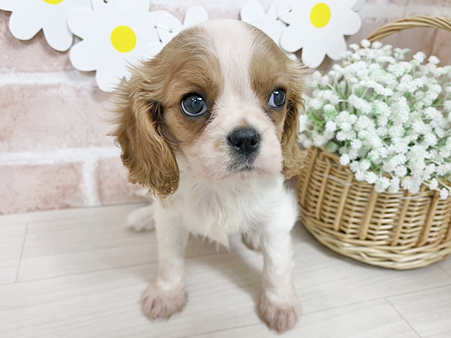静岡県のキャバリアキングチャールズスパニエル (ペッツファースト富士南店/2025年12月18日生まれ/女の子/ブレンハイム)の子犬の1枚目の画像