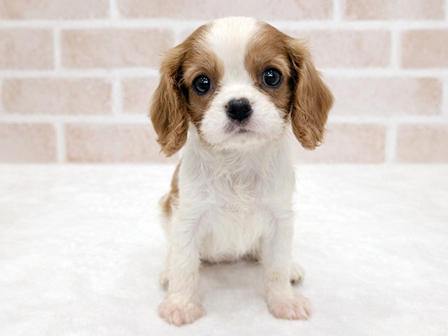 キャバリアキングチャールズスパニエル