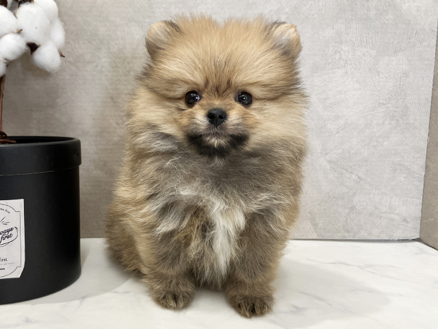 広島県のポメラニアン (ペッツファースト広島祇園店/2025年12月18日生まれ/女の子/オレンジ)の子犬の1枚目の画像