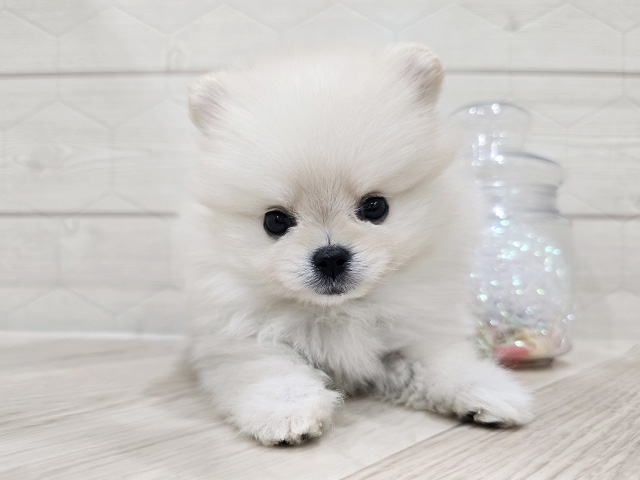 東京都のポメラニアン (ペッツファースト吉祥寺サンロード店/2025年12月18日生まれ/女の子/クリーム)の子犬の1枚目の画像