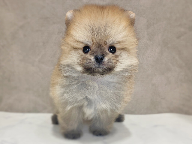 千葉県のポメラニアン (ペッツファーストららぽーとTOKYO-BAY店/2025年12月18日生まれ/女の子/クリームセーブル)の子犬の1枚目の画像