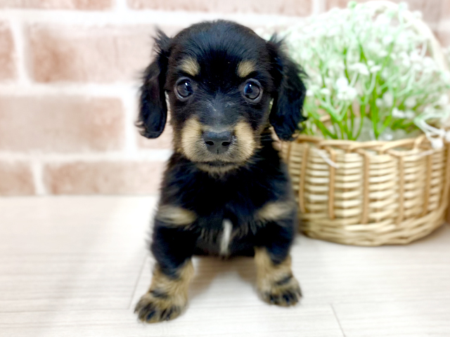 埼玉県のミニチュアダックスフンド(ロング) (ペッツファースト川越店/2025年12月18日生まれ/男の子/ブラックタン)の子犬の1枚目の画像