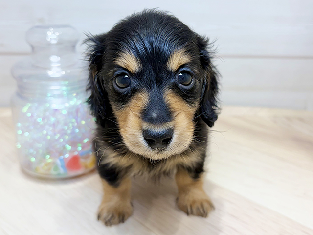 ミニチュアダックスフンド