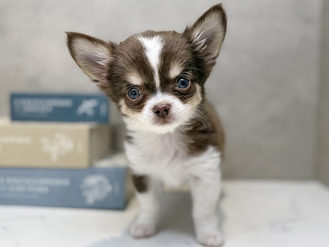埼玉県のチワワ(ロング) (ペッツファースト川口店/2025年12月17日生まれ/男の子/チョコレートタンホワイト)の子犬の1枚目の画像