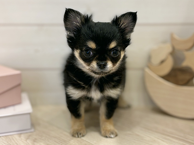 東京都のチワワ(ロング) (ペッツファースト麻布十番店/2025年12月18日生まれ/男の子/ブラックタンホワイト)の子犬の1枚目の画像