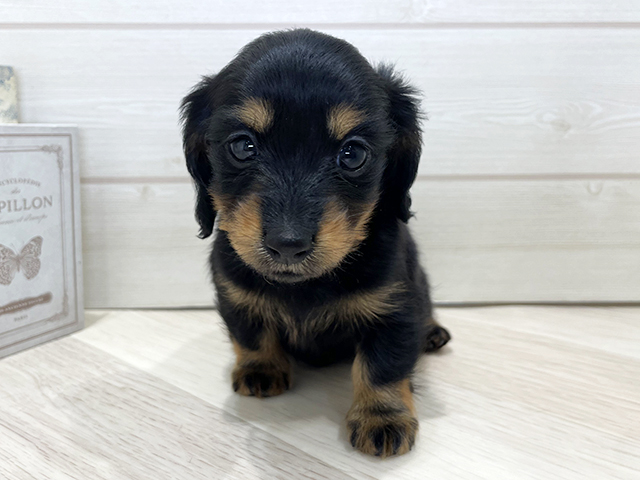 大阪府のカニンヘンダックスフンド(ロング) (ペッツファースト梅田店/2025年12月18日生まれ/女の子/ブラックタン)の子犬の1枚目の画像