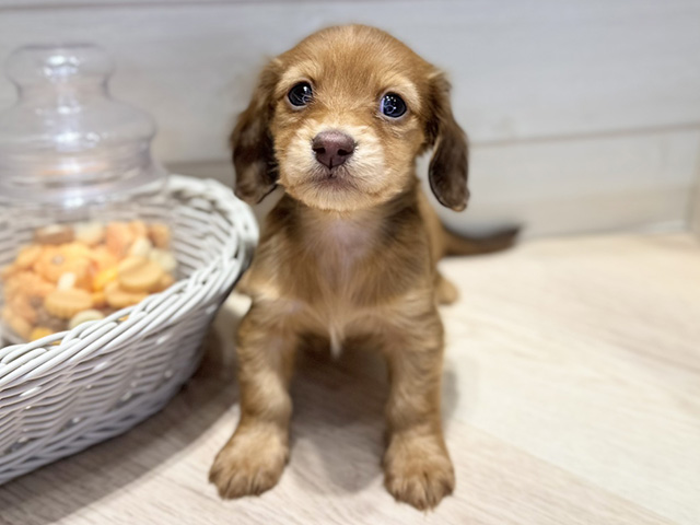 群馬県のカニンヘンダックスフンド(ロング) (ペッツファースト高崎店/2025年12月18日生まれ/女の子/シェーデットレッド)の子犬の1枚目の画像