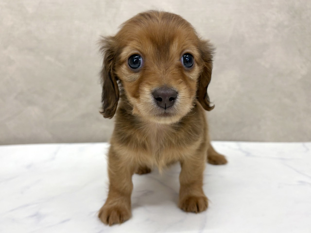 カニヘンダックスフンド