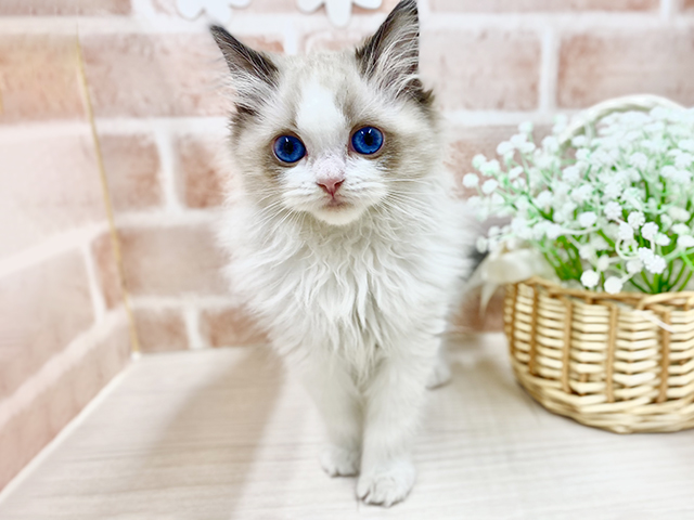 ラグドール, 性別 女の子, 誕生日 2025/12/13, 毛色 シールポイントバイカラー, 出身 兵庫県, 店舗 川越店(埼玉県), お問い合わせ番号 2554963