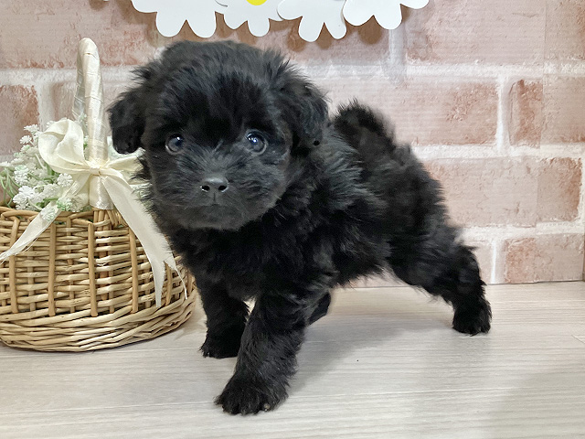 埼玉県のポメプー(ポメラニアン×プードル) (ペッツファースト入間店/2025年12月18日生まれ/女の子/ブラック)の子犬の1枚目の画像