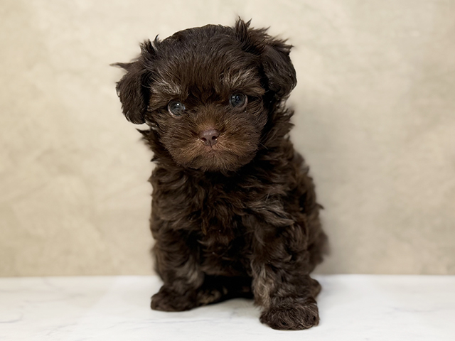東京都のチワプー/プーチー(チワワ×プードル) (ペッツファーストららぽーと立川立飛店/2025年12月18日生まれ/男の子/チョコレートタン)の子犬の1枚目の画像