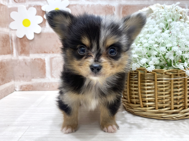 ポメチワ, 性別 男の子, 誕生日 2025/12/18, 毛色 ブルーマール, 出身 大阪府, 店舗 筑紫野店(福岡県), お問い合わせ番号 2554987