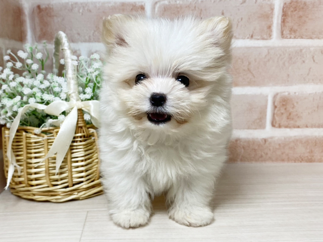 ポメラニアンミックス