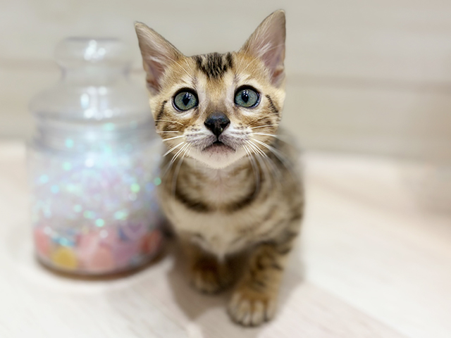 ベンガル, 性別 女の子, 誕生日 2025/12/18, 毛色 ブラウンスポテッドタビー, 出身 愛媛県, 店舗 ららぽーと門真店(大阪府), お問い合わせ番号 2561638