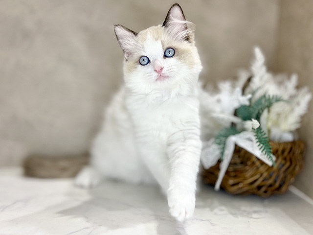 大阪府のラグドール (ペッツファースト茶屋町店/2025年12月15日生まれ/男の子/シールポイントバイカラー)の子猫の1枚目の画像