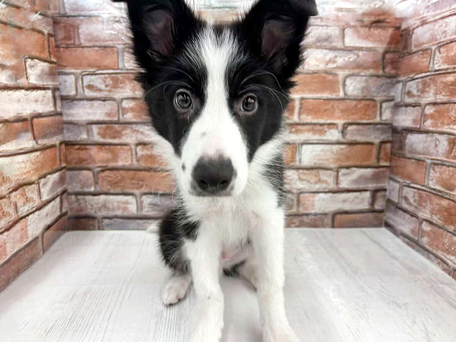 ボーダーコリー, 性別 男の子, 誕生日 2025/12/07, 毛色 ブラックホワイト, 出身 兵庫県, 店舗 , お問い合わせ番号 100880011