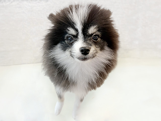 京都府のポメラニアン (ペッツファースト京都八幡店/2025年9月18日生まれ/女の子/ブラックタンホワイト)の子犬の1枚目の画像