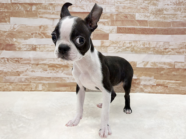 ボストンテリア, 性別 男の子, 誕生日 2025/12/02, 毛色 ボストンカラー, 出身 大阪府, 店舗 京都八幡店(京都府), お問い合わせ番号 200130241