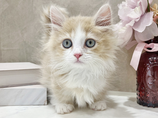 東京都のマンチカン (ペッツファースト新宿店/2025年12月17日生まれ/男の子/クリームホワイト)の子猫の1枚目の画像