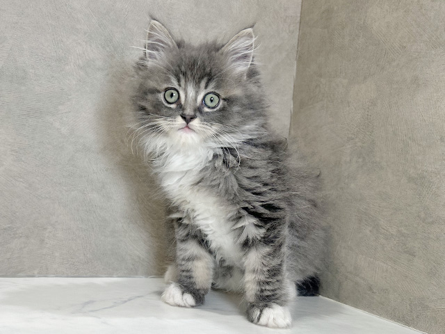 秋田県のラガマフィン (ペッツファースト秋田店/2025年12月19日生まれ/男の子/ブルータビーホワイト)の子猫