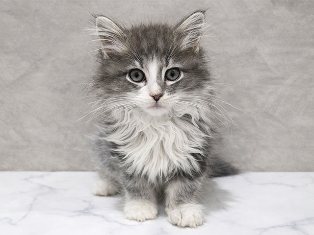 東京都のラガマフィン (ペッツファースト中野店/2025年12月12日生まれ/男の子/ブルータビーホワイト)の子猫の1枚目の画像