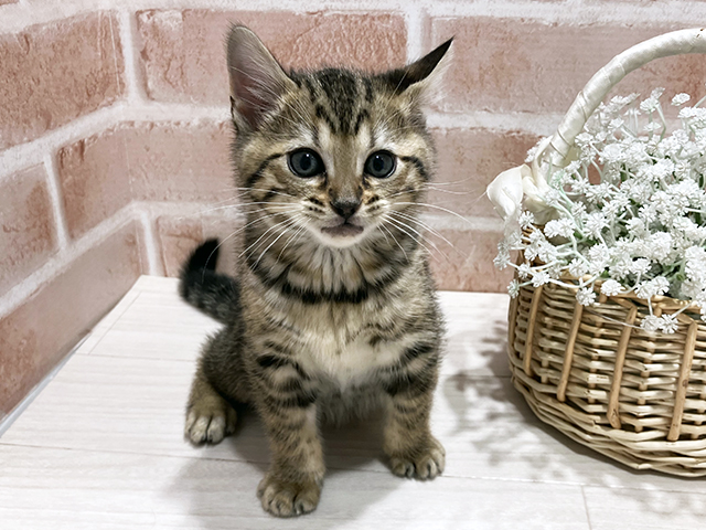 ベンガル, 性別 女の子, 誕生日 2025/12/19, 毛色 ブラウンスポテッドタビー, 出身 群馬県, 店舗 町田店(東京都), お問い合わせ番号 2510155