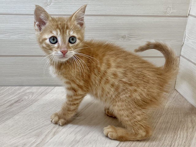 千葉県のベンガル (ペッツファースト市川コルトンプラザ店/2025年12月19日生まれ/男の子/レッドスポッテッドタビー)の子猫の1枚目の画像