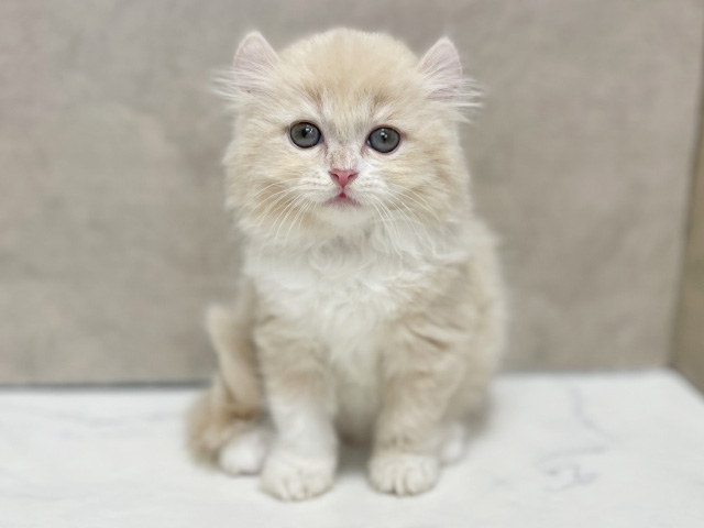 アメリカンカール, 性別 女の子, 誕生日 2025/12/17, 毛色 クリームタビーホワイト, 出身 東京都, 店舗 池袋店(東京都), お問い合わせ番号 2510160