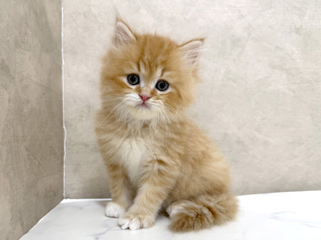 東京都のラガマフィン (ペッツファースト八王子多摩美大前店/2025年12月17日生まれ/男の子/レッドタビーホワイト)の子猫の1枚目の画像