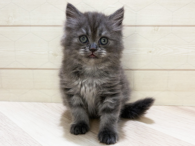 埼玉県のサイベリアン (ペッツファーストレイクタウン店/2025年12月18日生まれ/男の子/ブルースモーク)の子猫