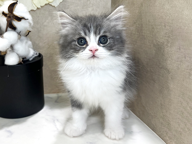 ノルウェージャンフォレストキャット