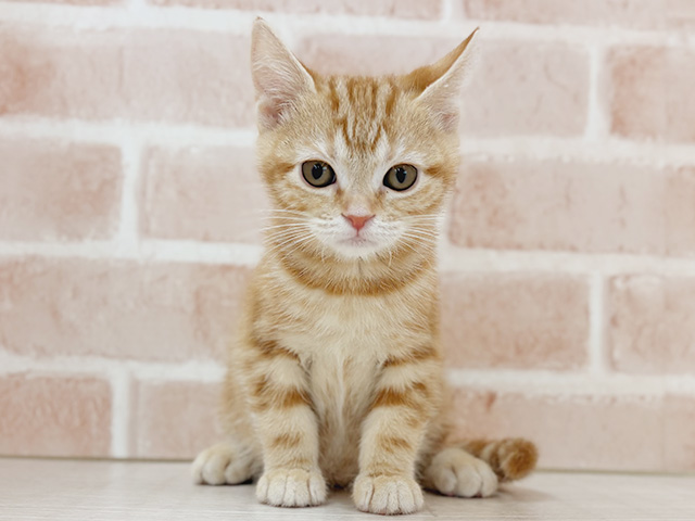 埼玉県のアメリカンショートヘアー (ペッツファーストさいたま新都心店/2025年12月14日生まれ/女の子/レッドタビー)の子猫の1枚目の画像